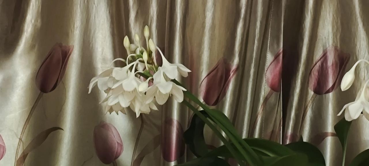 ，什么花都行