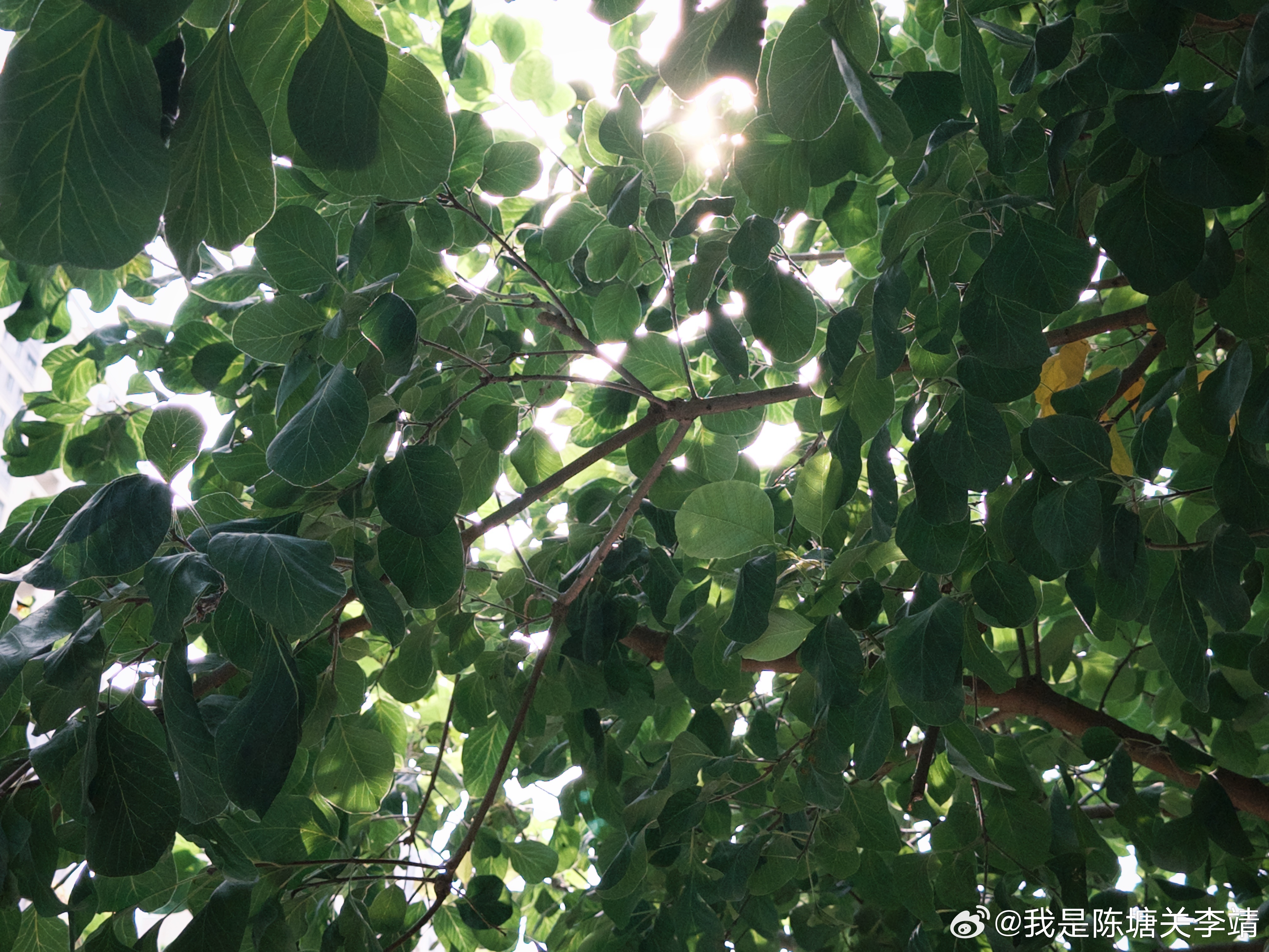 昨天立秋，今天“啪”的一下济南突然变得很凉快，风不热了、空气甚至有点凉，小风一吹