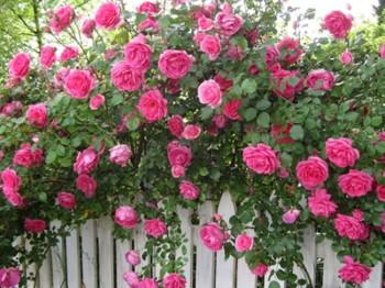 快来看看我新换的主页背景吧