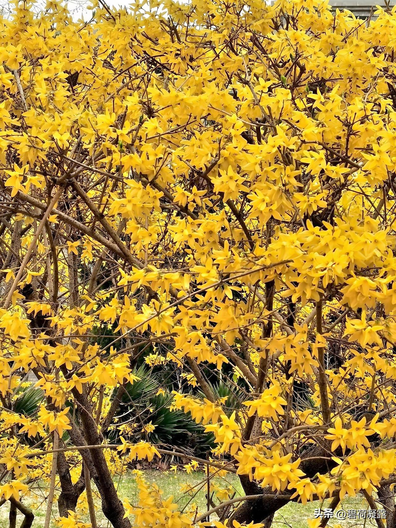 分享一组随拍的连翘花，连翘花和迎春花很相似，但是它们是绝对不一样的，连翘和迎春花