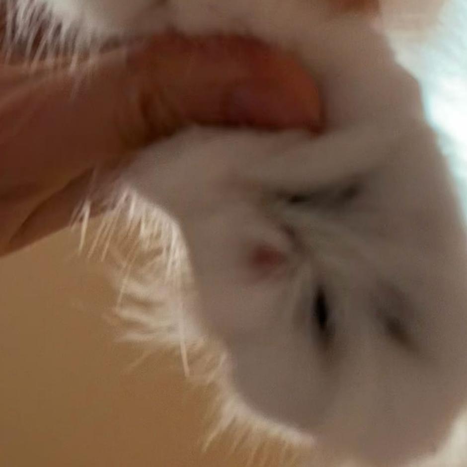 好可爱的小爪爪们啊🐾 让我先吃😉 先便宜我一下 ​​​