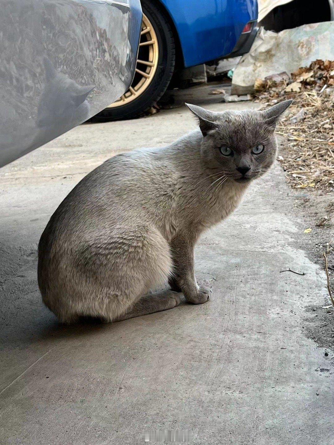 店里又来了只小猫我感觉像是走丢的 应该不是招财的女朋友因为他嫌冷好久没出门了