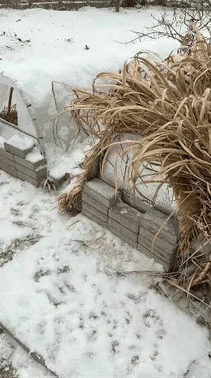 愿所有的猫孩子都能被温柔以待，有口饭吃，有窝住[作揖]