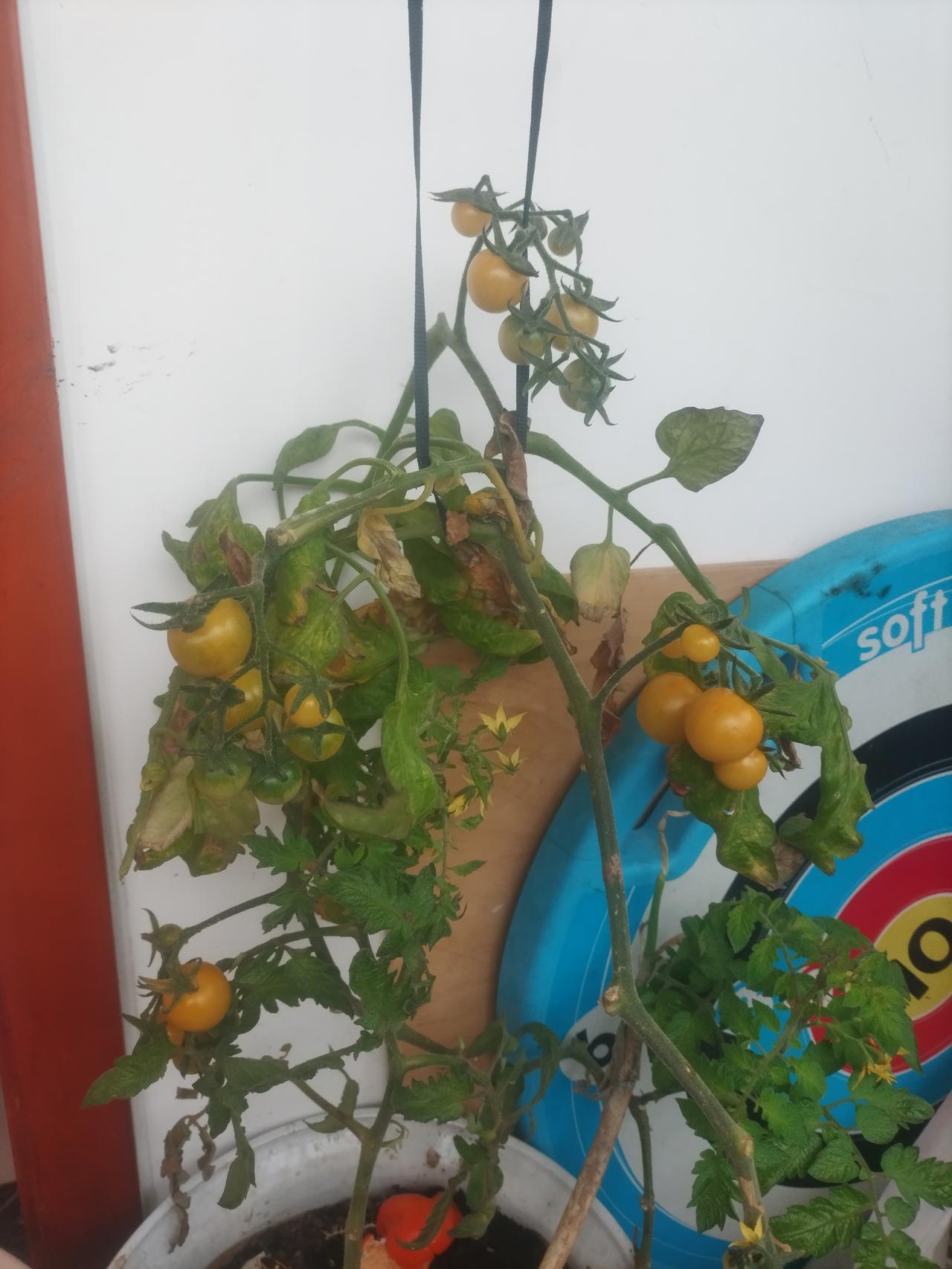 年前买了一只鸡，想着养几天，然后过年吃，就把鸡养在厨房旁边的一个小屋子里，小屋子