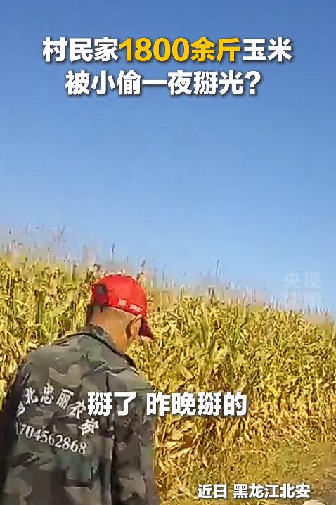 “太过分了！”黑龙江黑河，一农户大早上下地秋收，眼前一幕彻底让他傻眼了，足足18