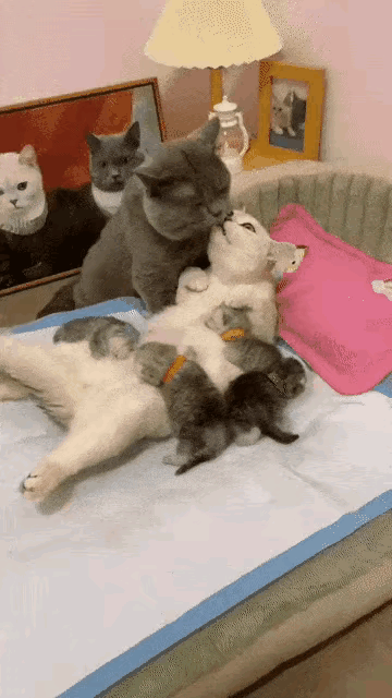 今天在网上刷到这个动图，看后让人笑死，猫咪都是这样亲亲热热，它们也有情感。

猫