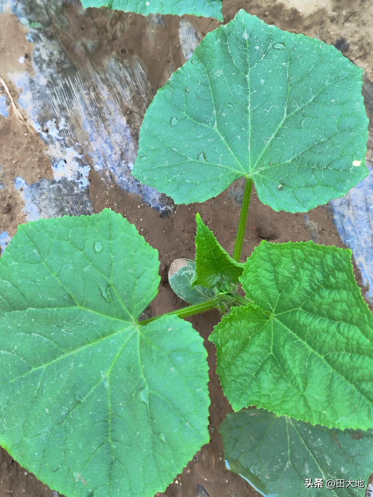 从昨晚11点开始下雨，小雨滴答滴答一直在下，现在还在继续。这场小雨虽然雨滴不大，