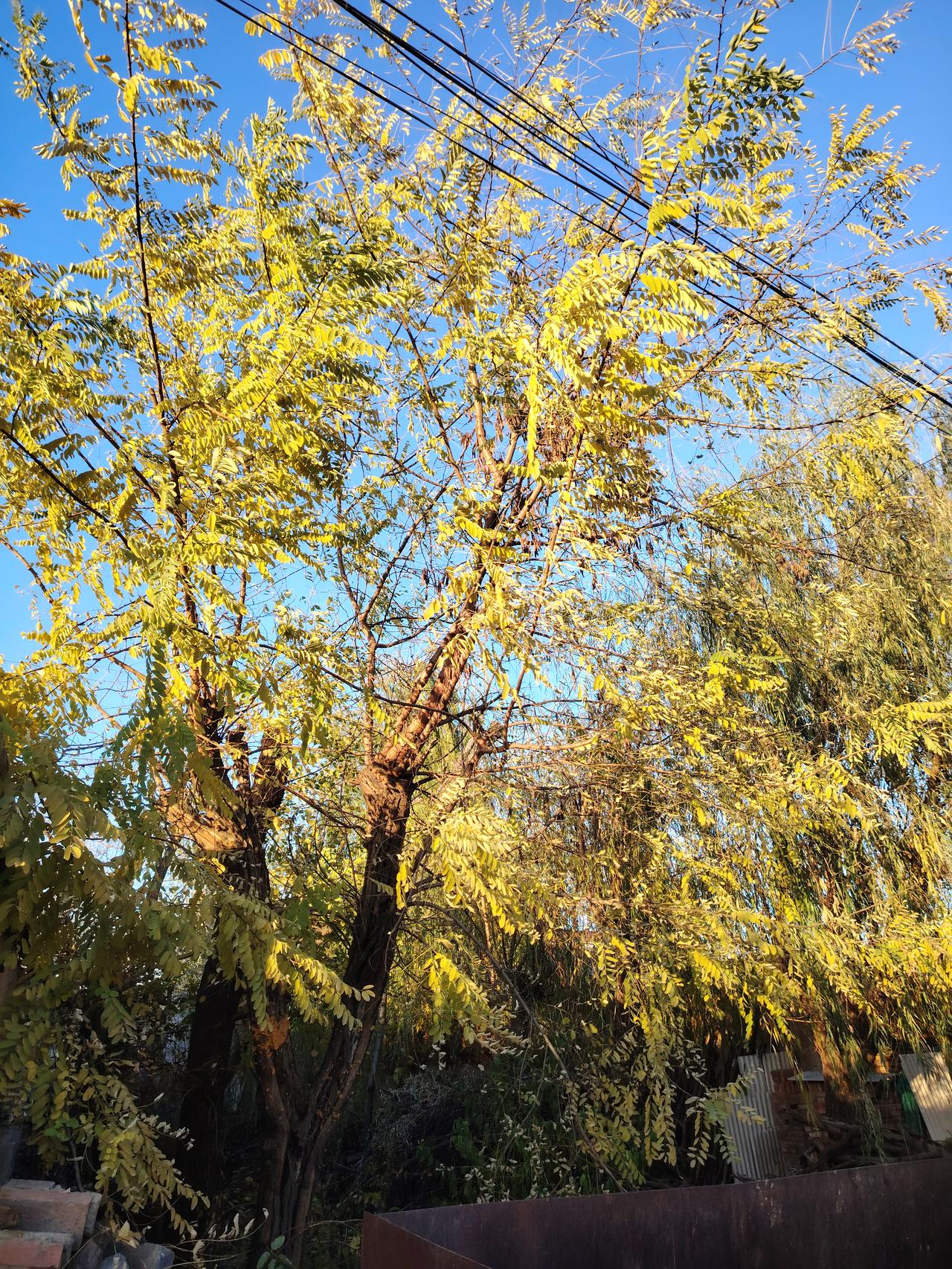 可以分享一张秋景树叶的的照片吗