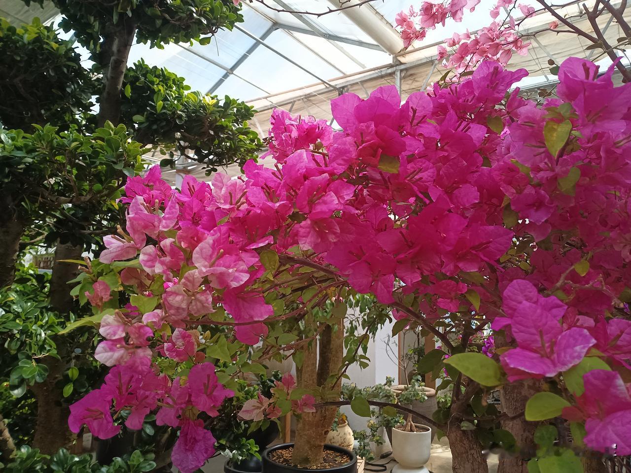 三角梅
在吉林市松花湖的西海浪，有许多花，这里是花儿的海洋，我觉得最艳丽的当属三