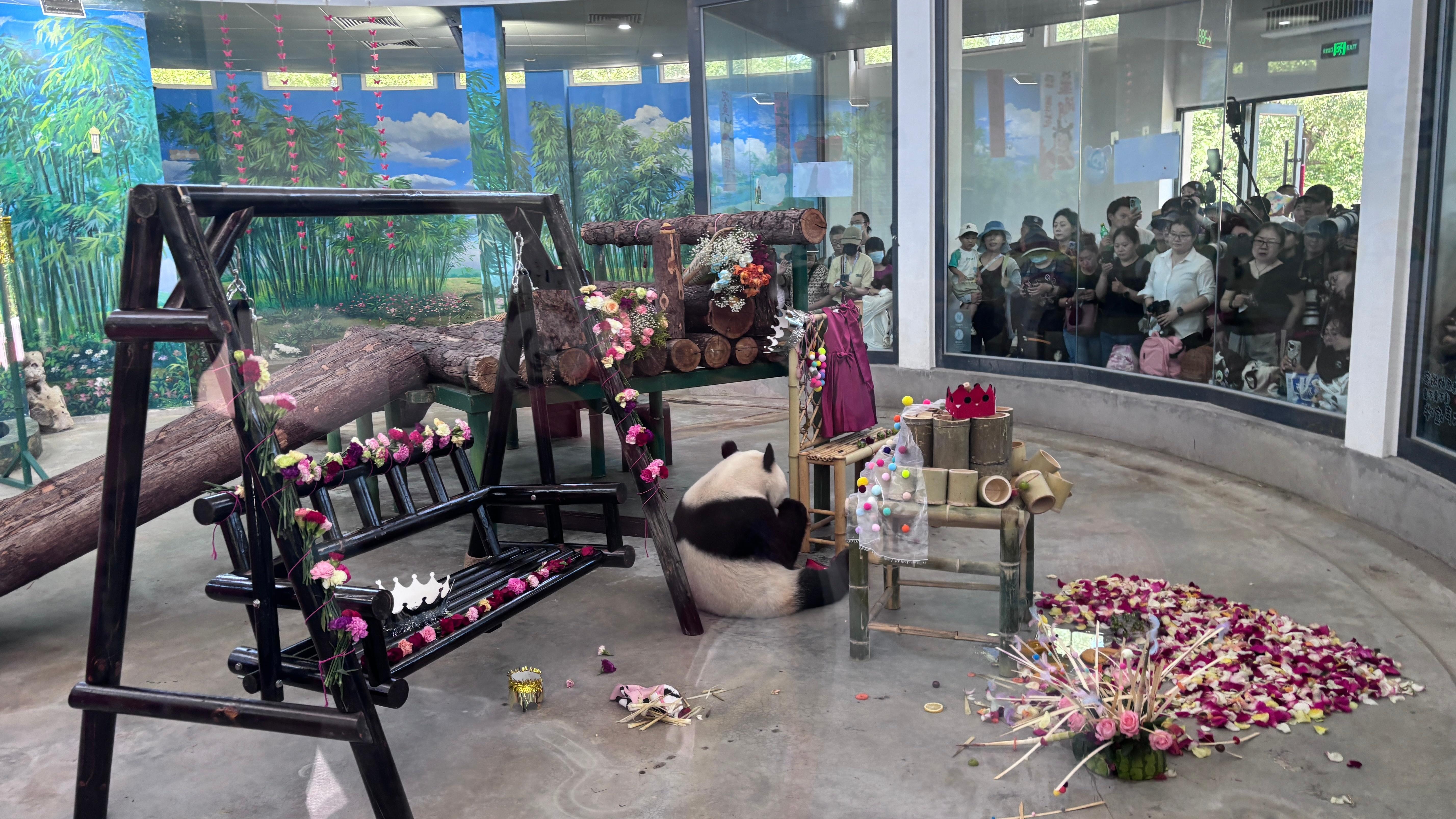 城市巡游记今天是天津动物园大熊猫格格的生日，来了很多人为大熊猫庆生，还有很多人在