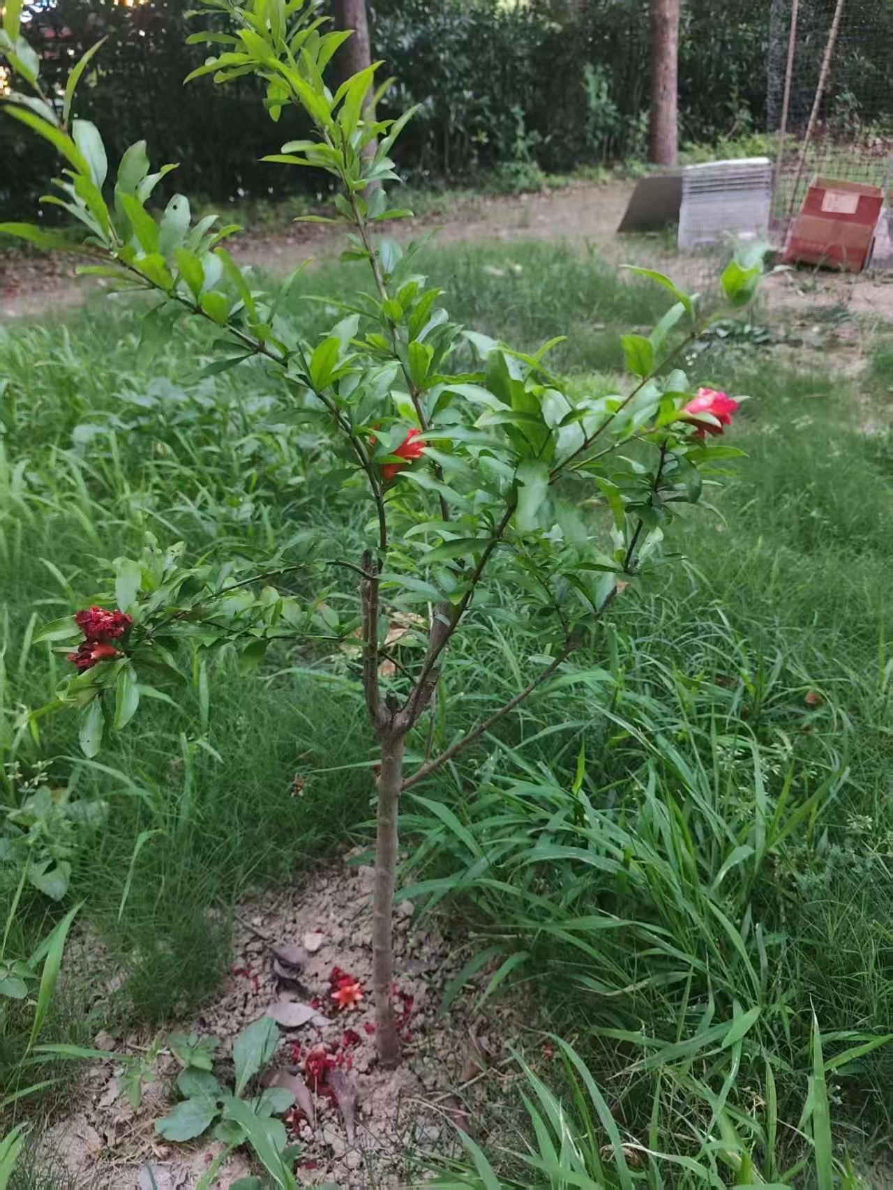 一位粉丝分享的重瓣花，花石榴，听说嫁接过？其实嫁接个鬼啊，跟咱们的突尼斯软籽石榴