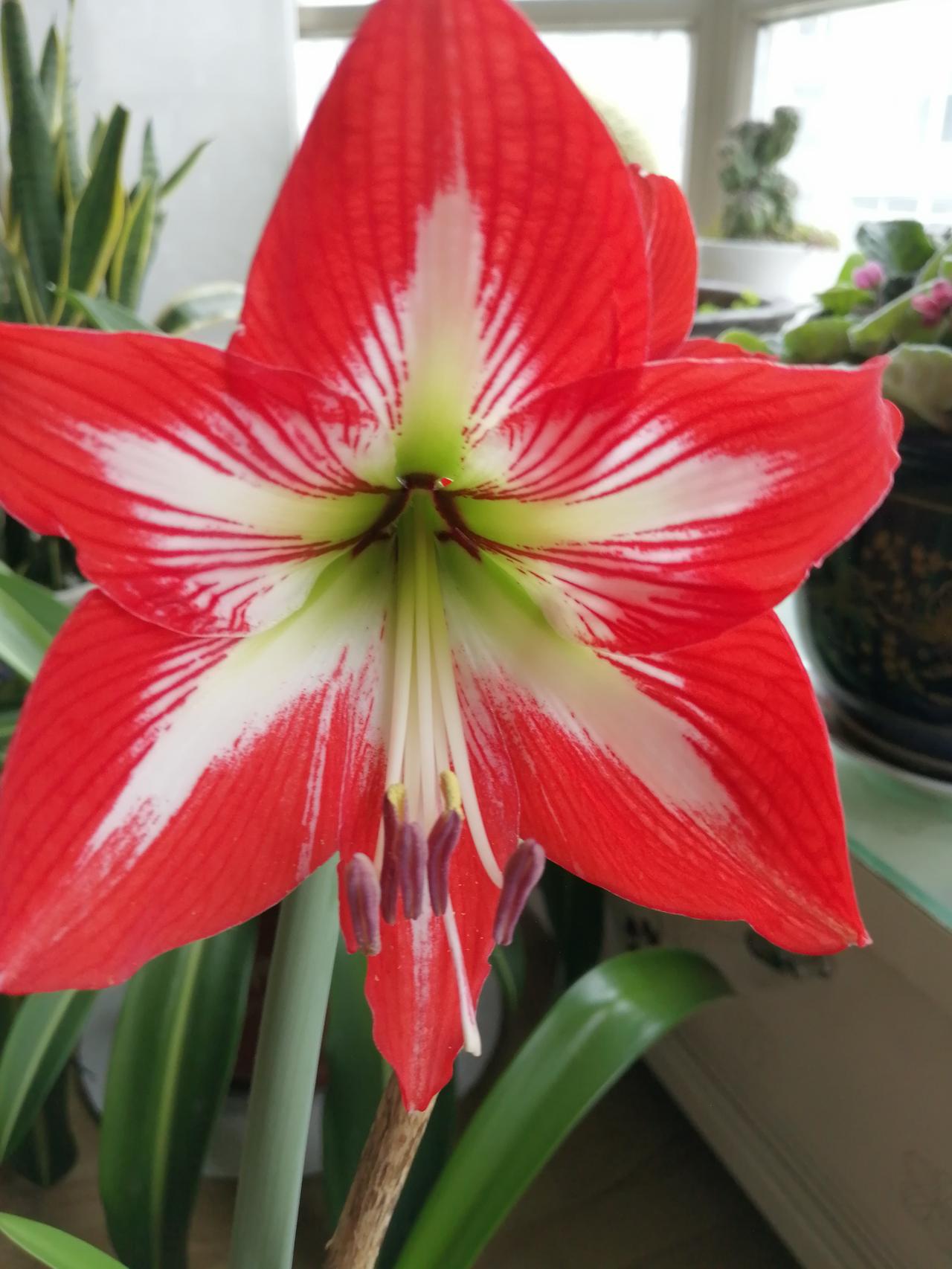 哇哦，我养的大兰草开花啦，简直美极了！一朵朵花儿宛如优雅的仙子，色泽温润如玉，花