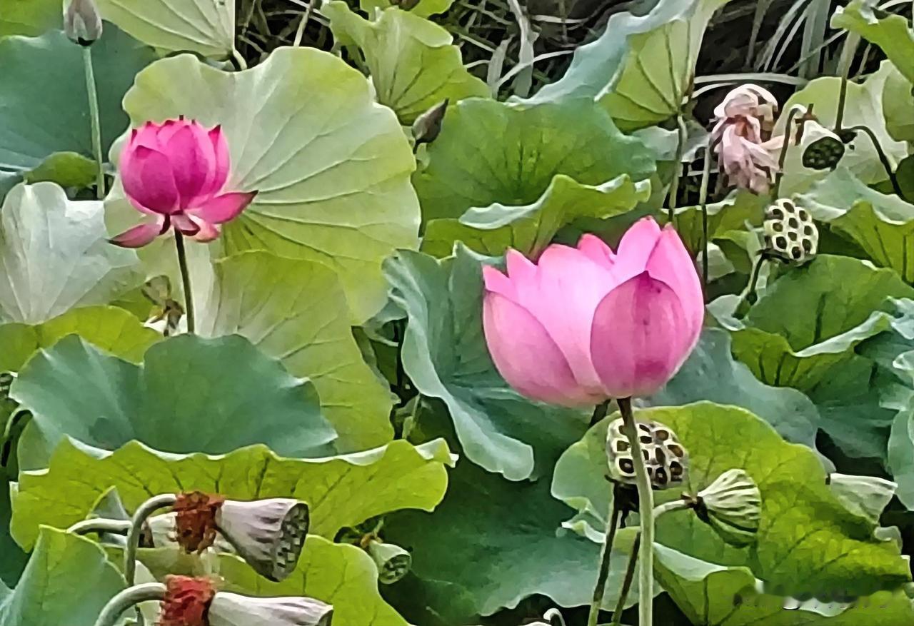 红花朵朵艳。