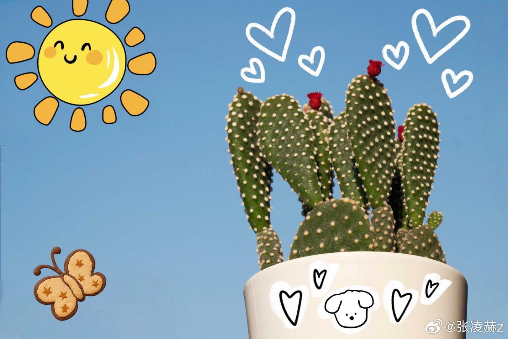 有种可爱叫张凌赫~小小仙人掌开出了花🌵 