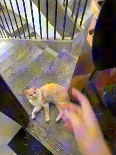 流浪小猫执着守候，主人心软却无奈😹
 
一只乖巧的流浪小猫，久久守在门口不愿离