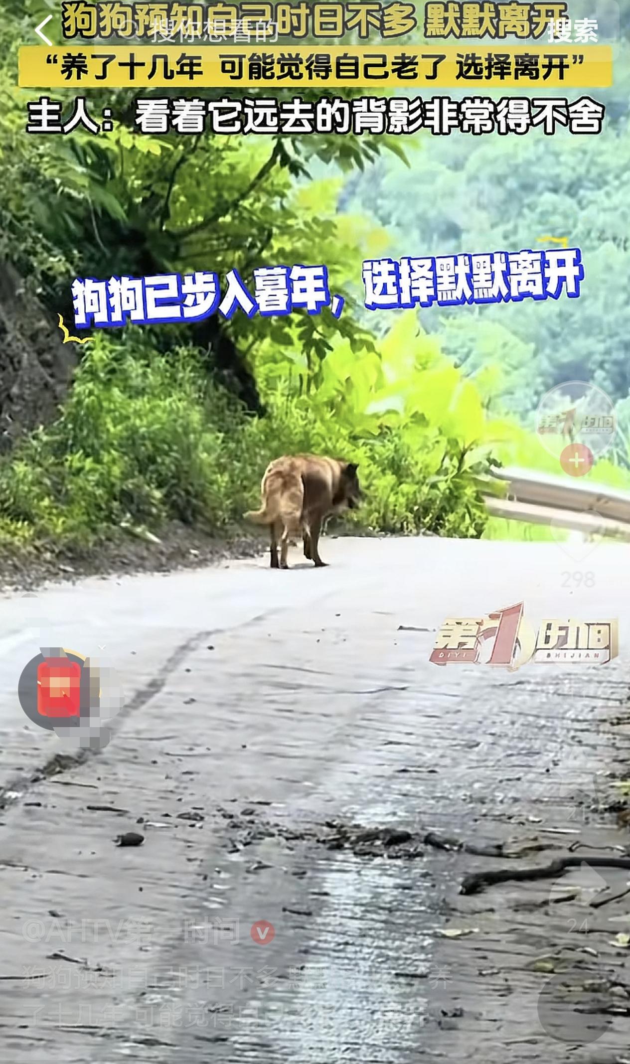 四川宜宾，一狗狗预感自己生命将尽时，它陪伴了主人15年，没想到它竟然选择离开，而