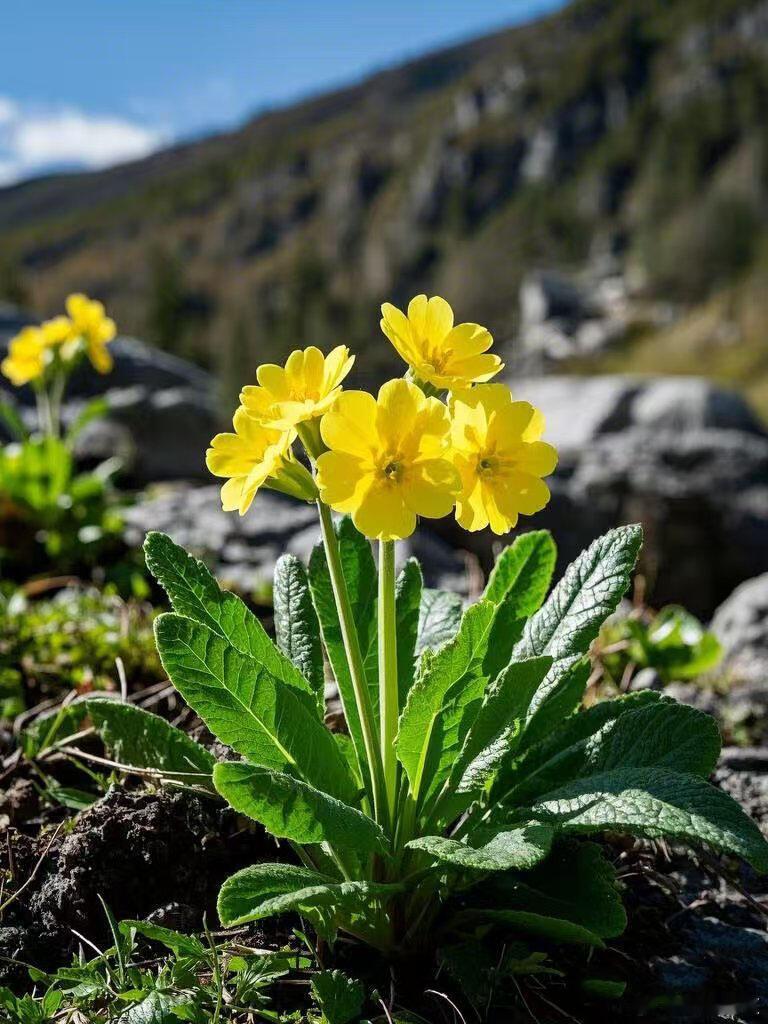 报春：点亮早春的"调色盘精灵" 学名：Primula spp.分类：报春花科报春