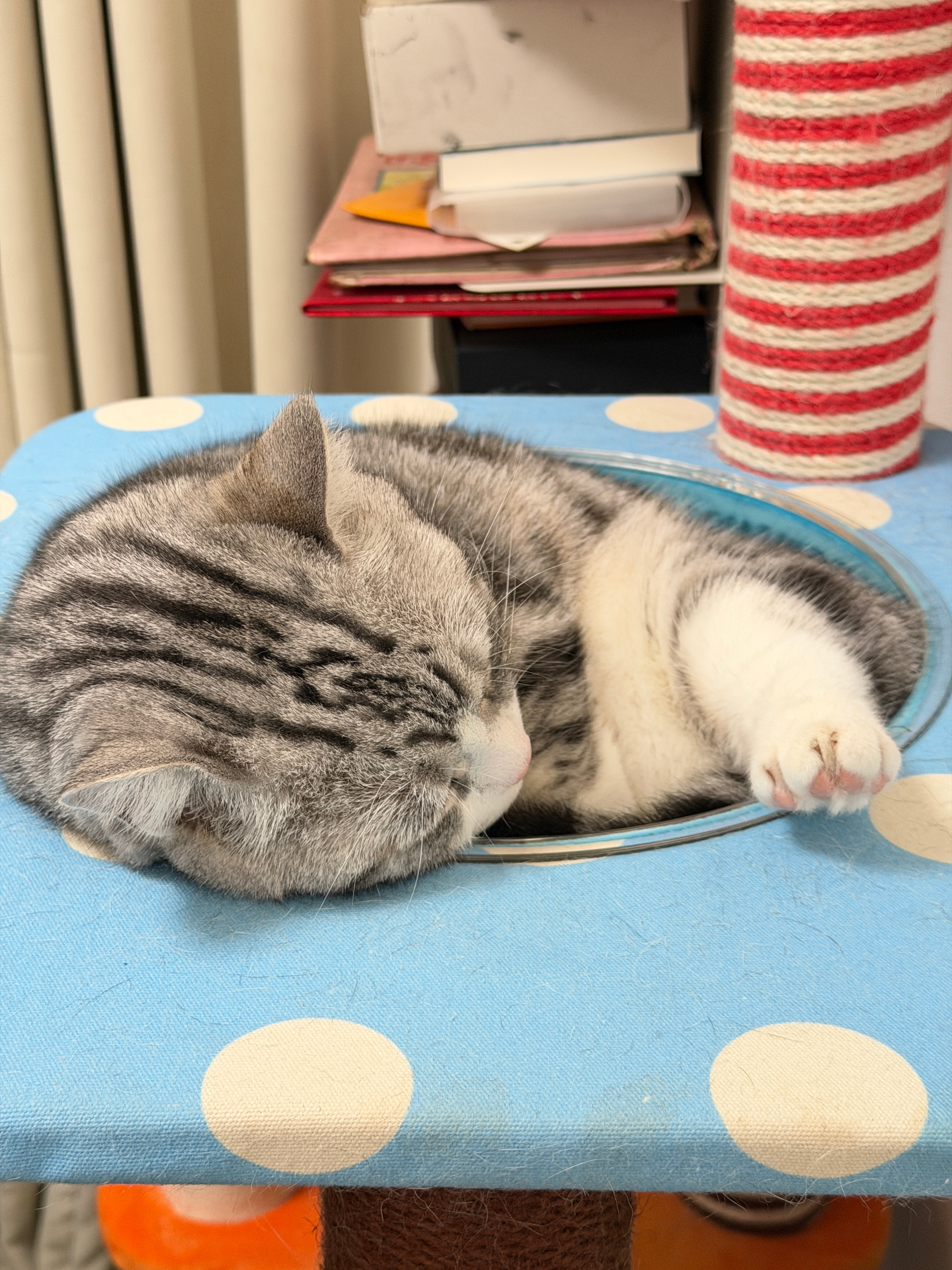 过桥咪线 肥🐱怎么不算呢。。。 