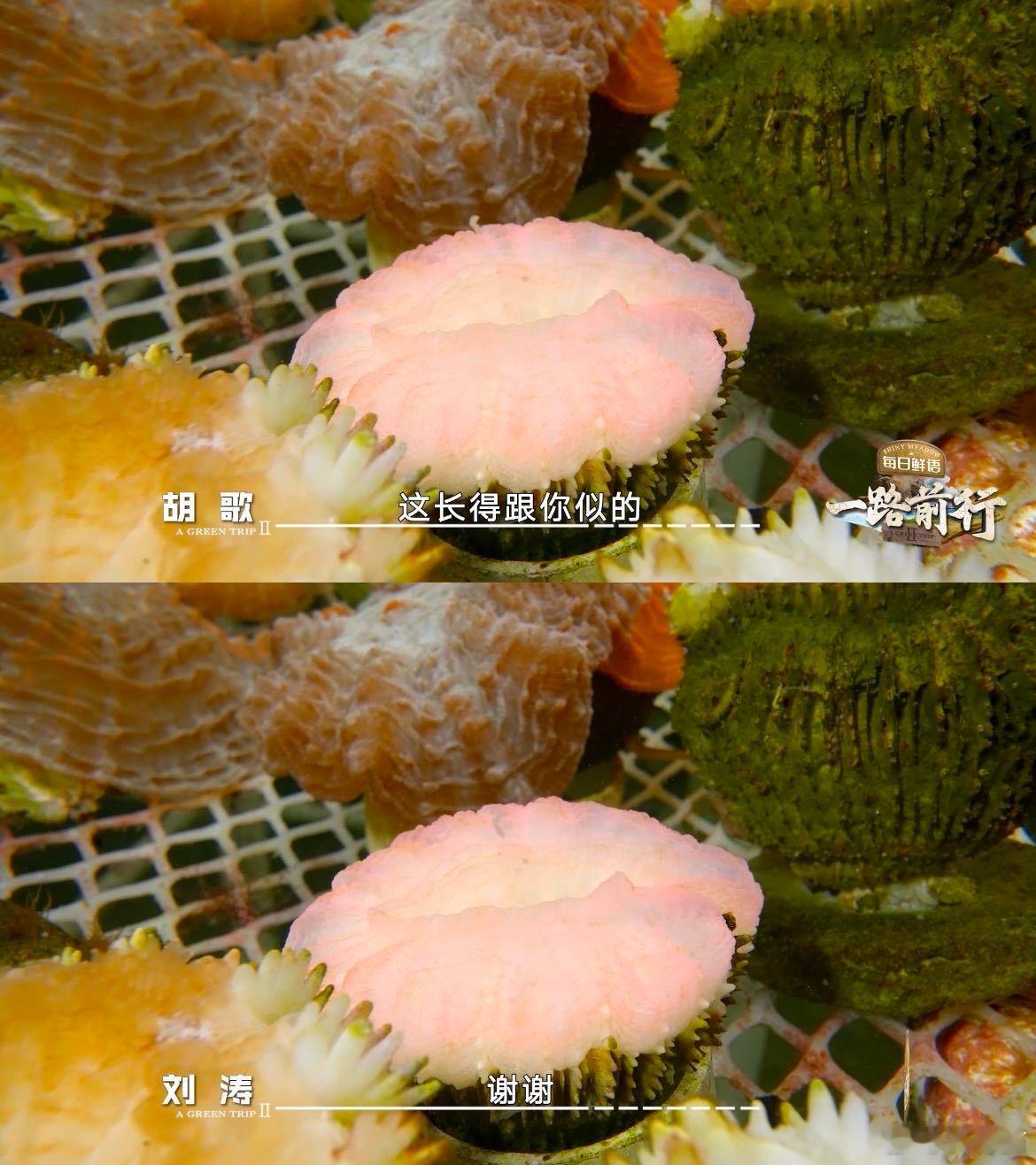 胡歌刘涛平等地珊瑚塑所有人  不得不服胡歌刘涛脑洞，喂珊瑚时玩起“珊瑚塑”，每个