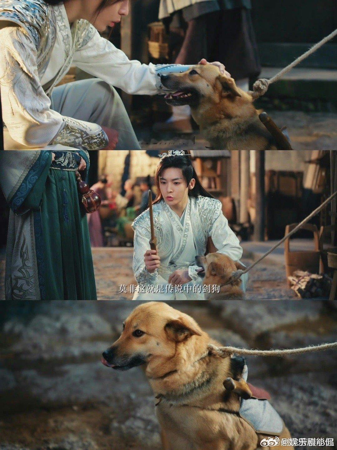 #何与你是找不到一点人啊#全方位移动小狗太可爱了！何与的头动式扫描全场，简直让人