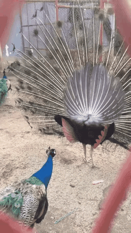 孔雀老六。。。。