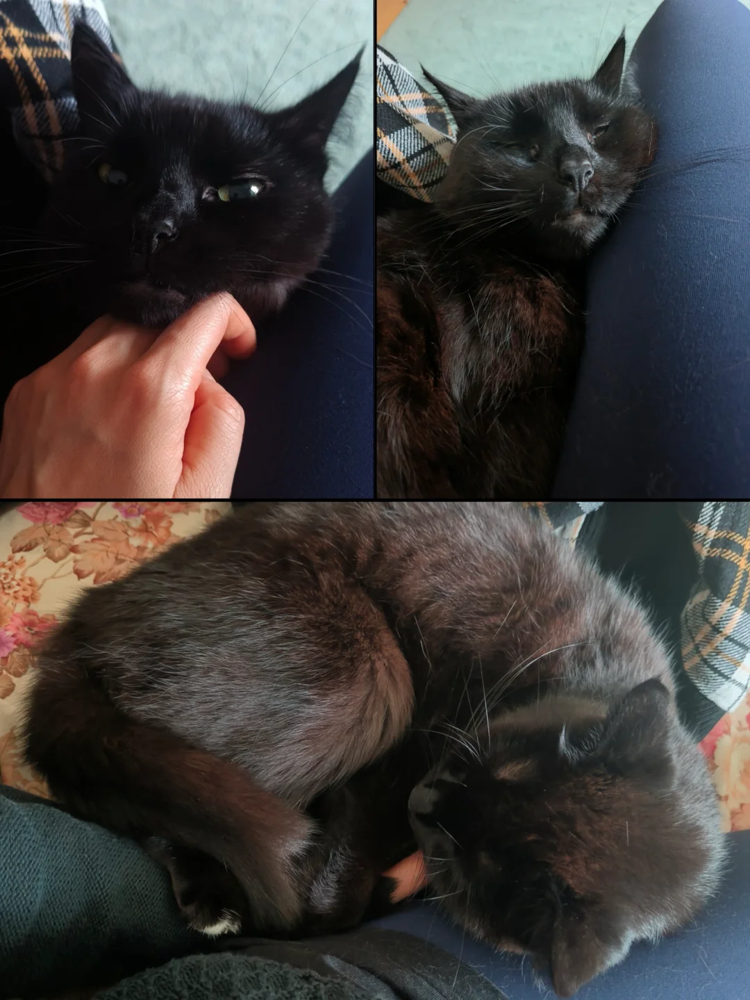 冬日福利：小猫贴贴