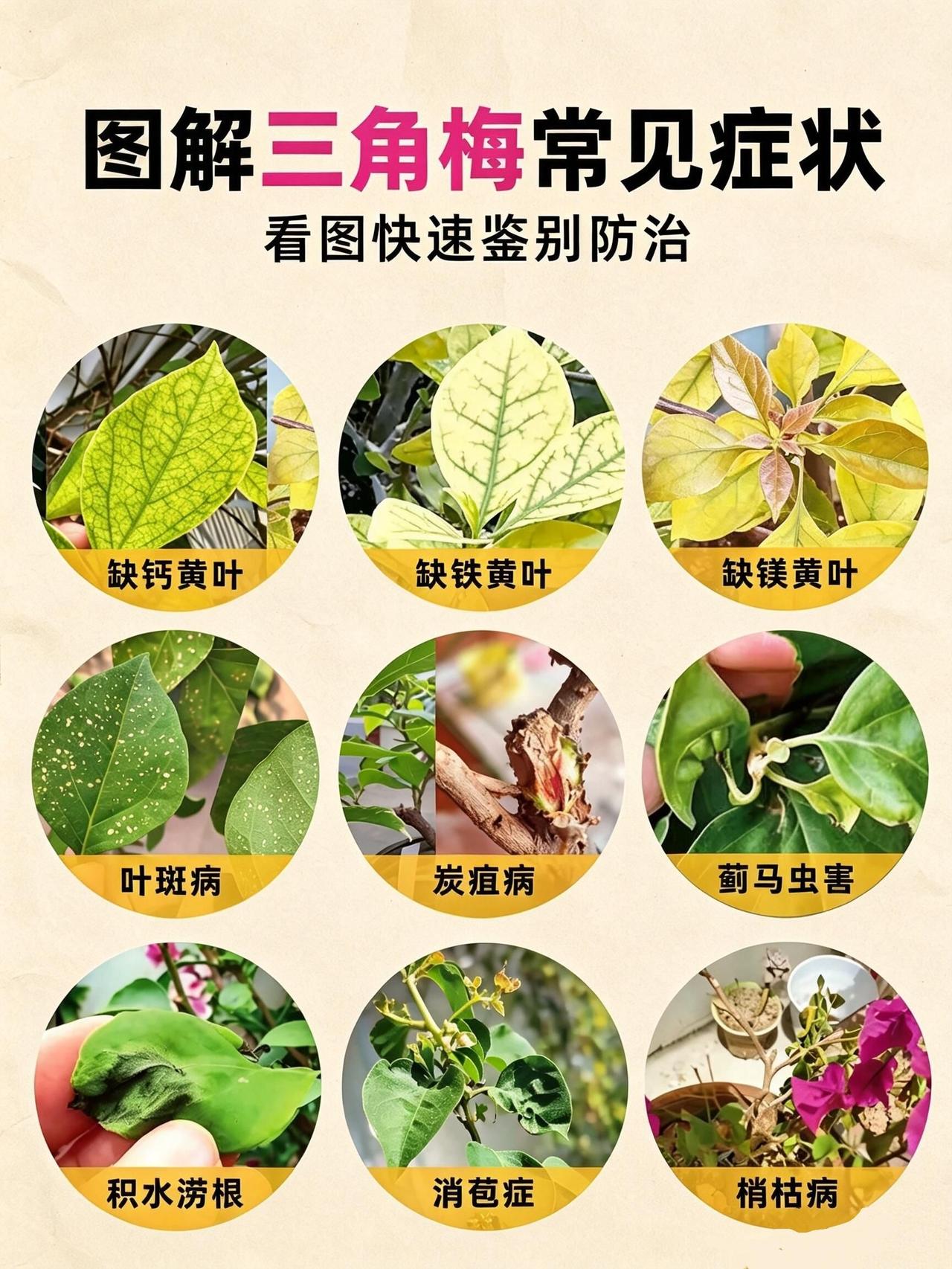 三角梅8大病害图解｜对症救治，新手直接抄1. 焦叶
✅病因：高温干旱缺水、肥烧根