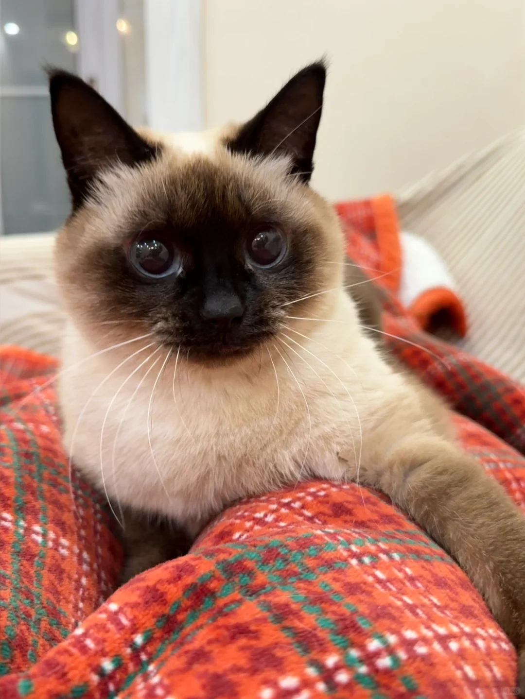 怕冷的ee可以来小猫怀里！