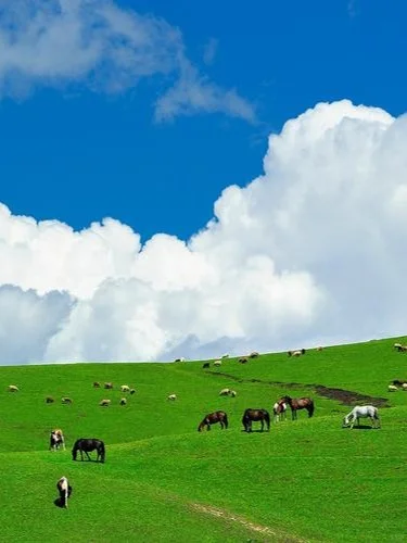 伊犁草原全景8天自驾！不一样的旅行体验