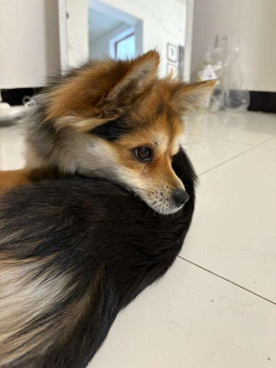 小黑来家里过夜了（小黑很聪明只是太爱嫉妒