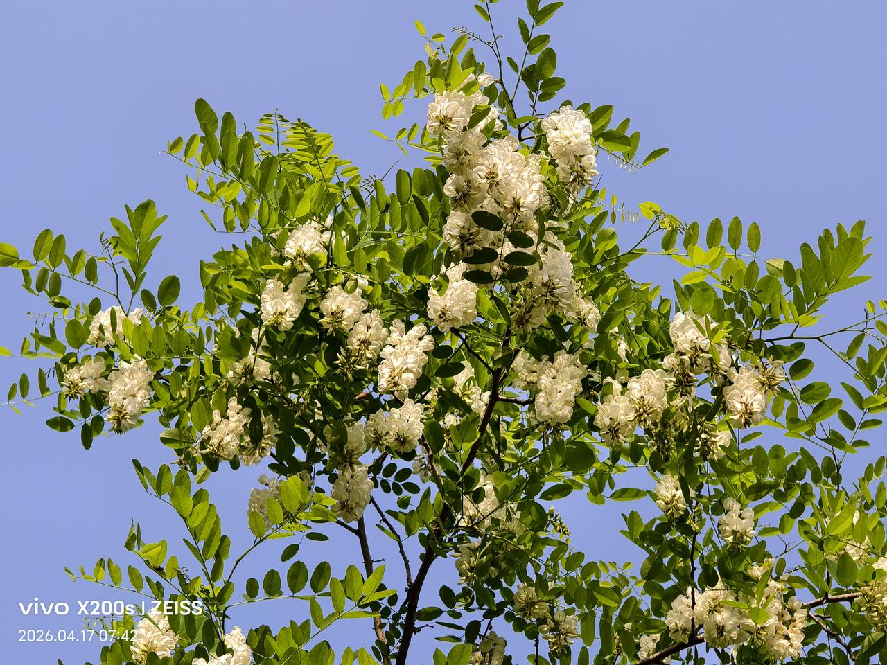 绿植实拍盛开的槐花成一大美景。