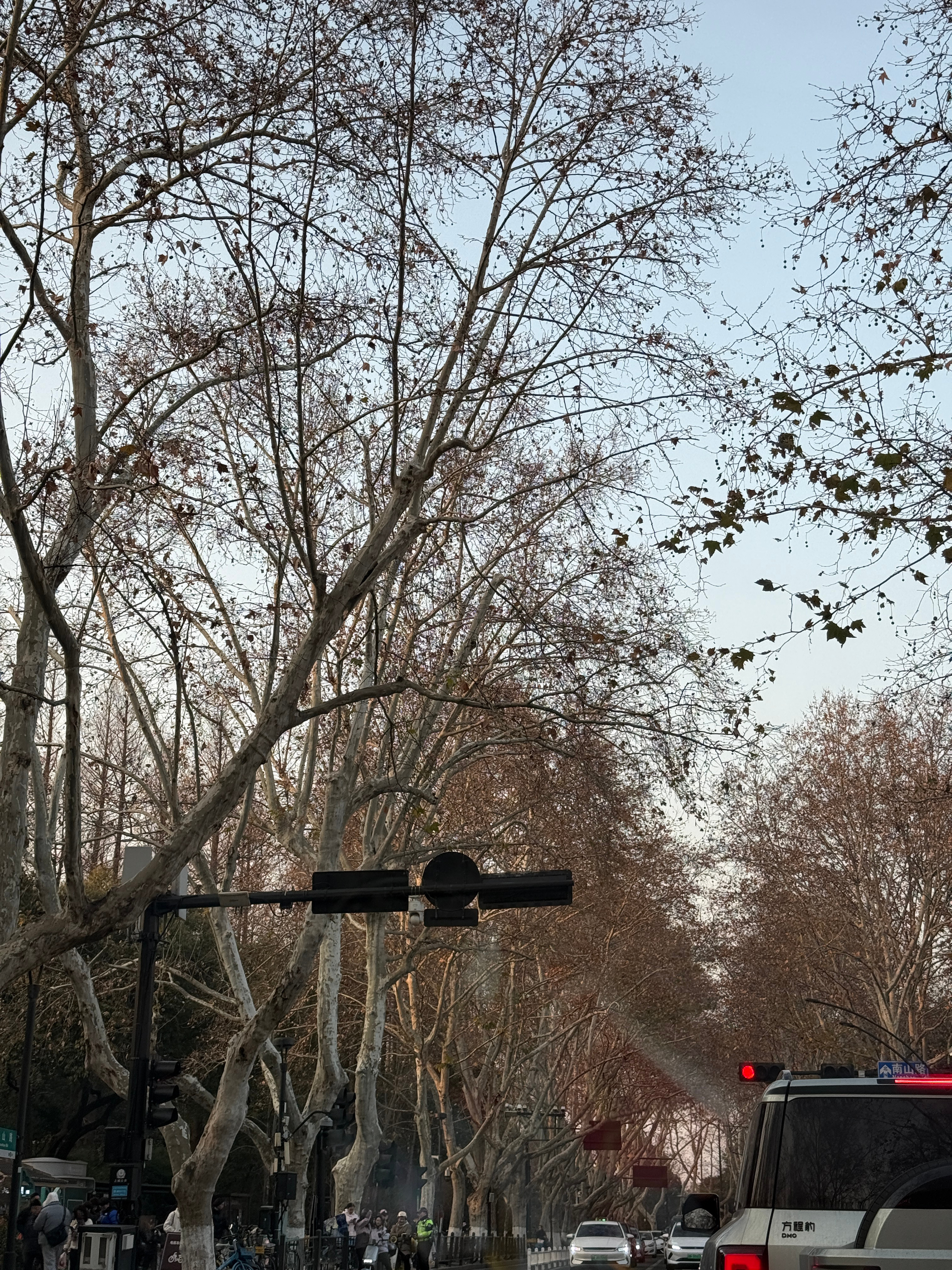 冬天的南山路，梧桐银杏叶落之后也是挺萧条 不过好适合网红拍照出片