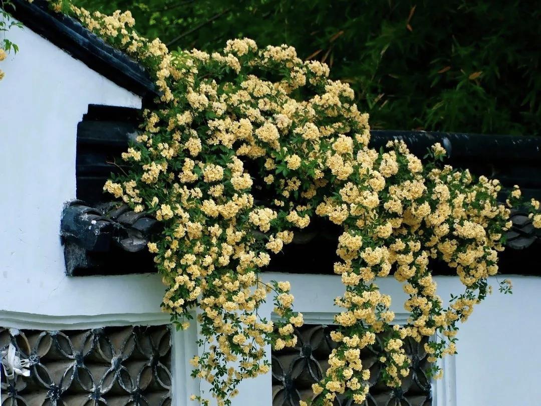 黄花开满白墙，古韵悠然，美不胜收。