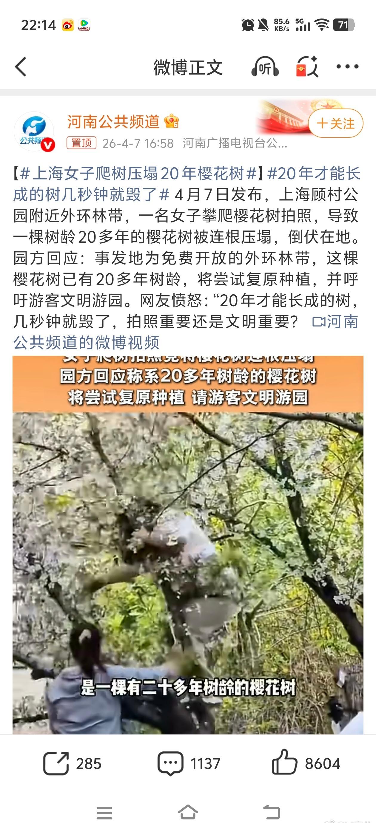 樱花树不仅是自然景观，更是城市生态与公共资源的一部分。每一棵绿树的长成，都离不开