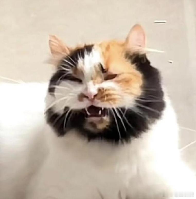 我寻思一只小猫能有多丑  李逵，是你吗李逵[笑cry] 