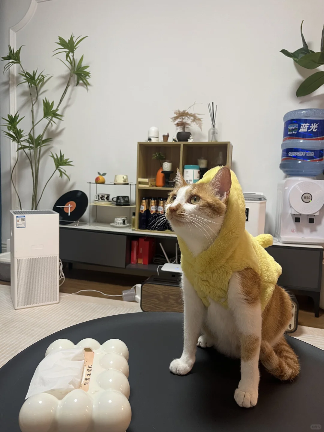 怀民穿上香蕉衣变成赖皮蛇啦