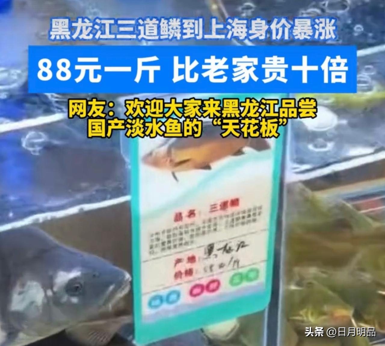 黑龙江的朋友看过来！咱们本地家常吃的三道鳞，跑到上海市场直接身价大涨！

在老家