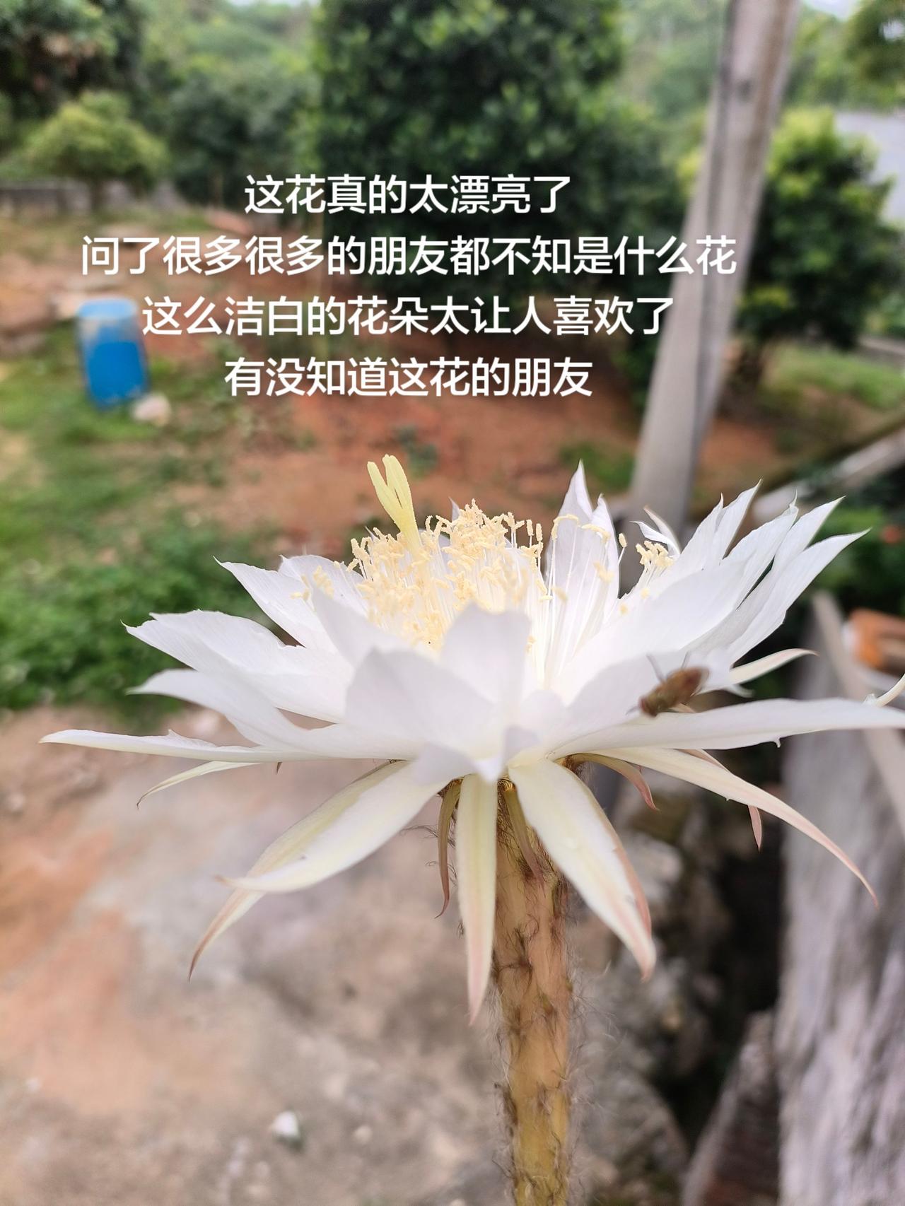 这花真的太漂亮了
问了很多很多的朋友都不知是什么花
这么洁白的花朵太让人喜欢了