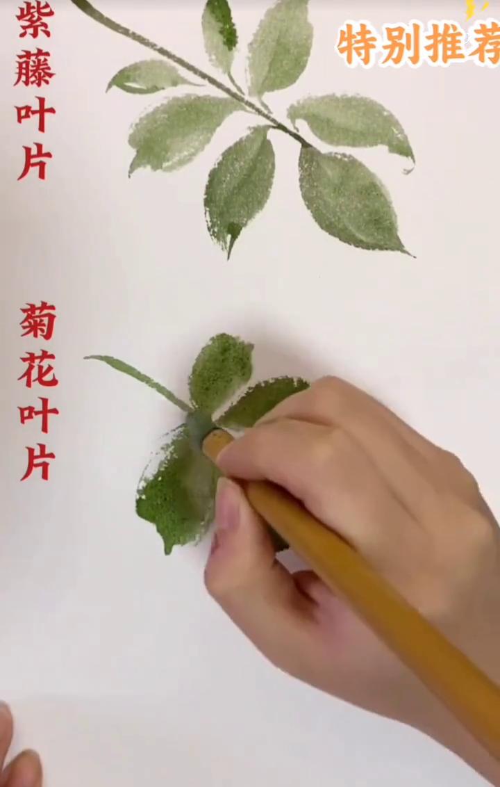 紫藤叶片特别推荐：菊花叶片、柳叶。
没骨叶片画法：菊花叶片、柳叶。