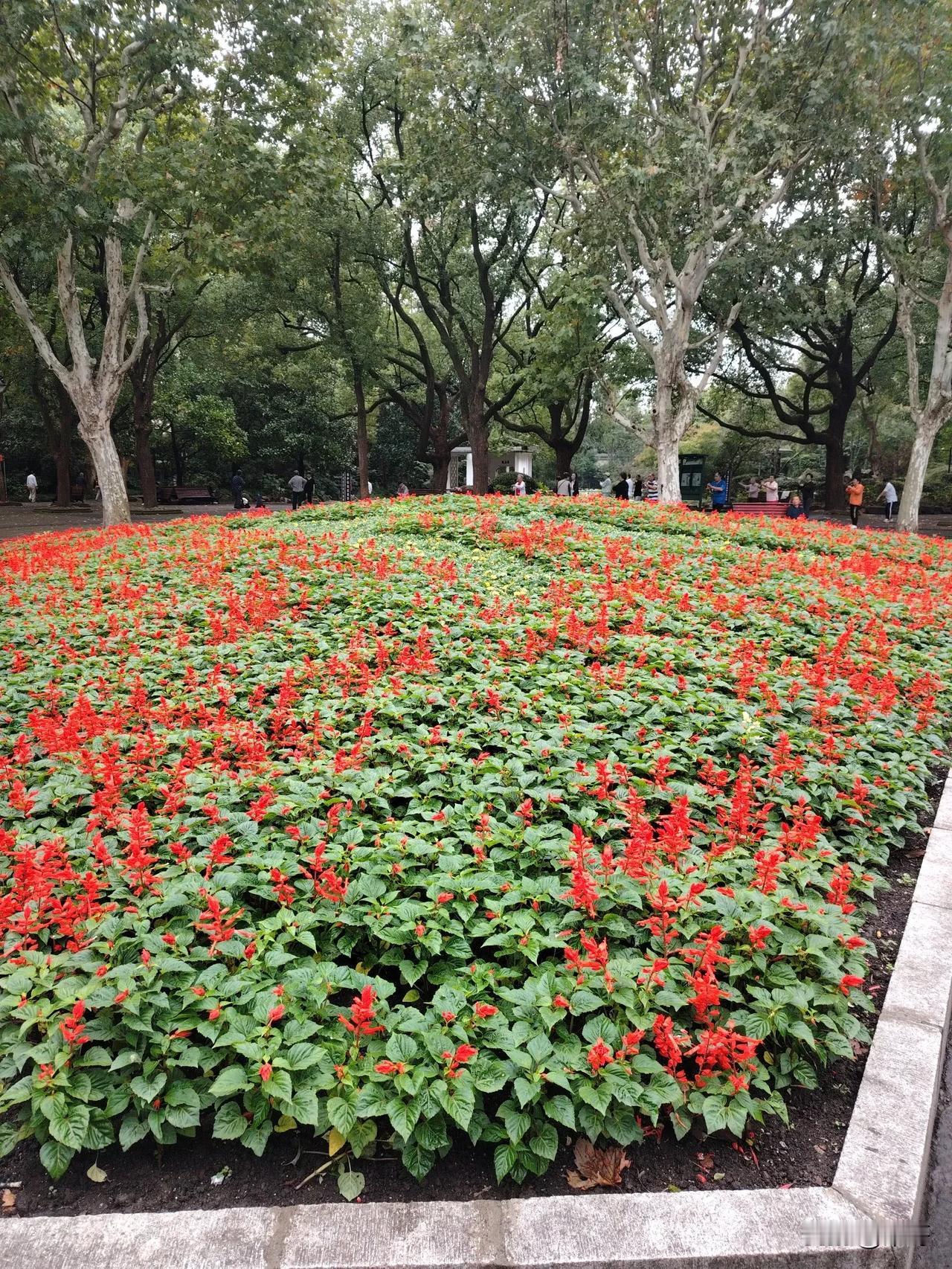 上海椒马马虎虎的人。马大哈人，秃头落劈，这是谐音啊。真正这个字很难写的。上海有许