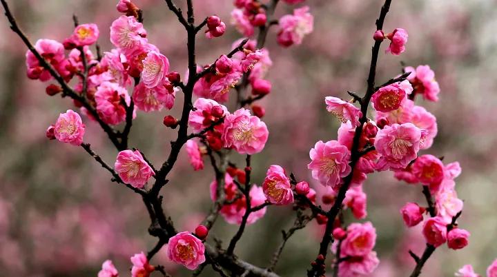 图片上的梅花，杏花大家能分开吗？老家庆阳南，咸阳北，从小到大没见过梅花！但从小听