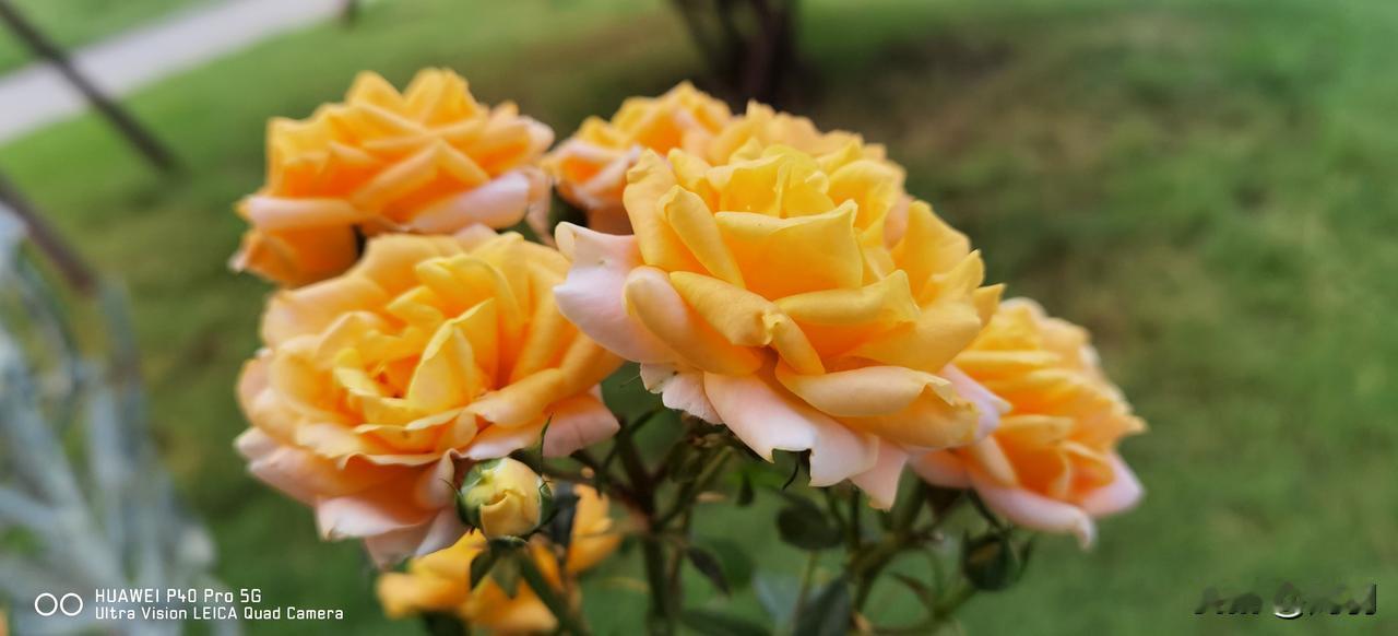 赏花观花，静察其变以疗心病。下图所呈现的，是小区里的花。这里每日都有花朵绽放，亦