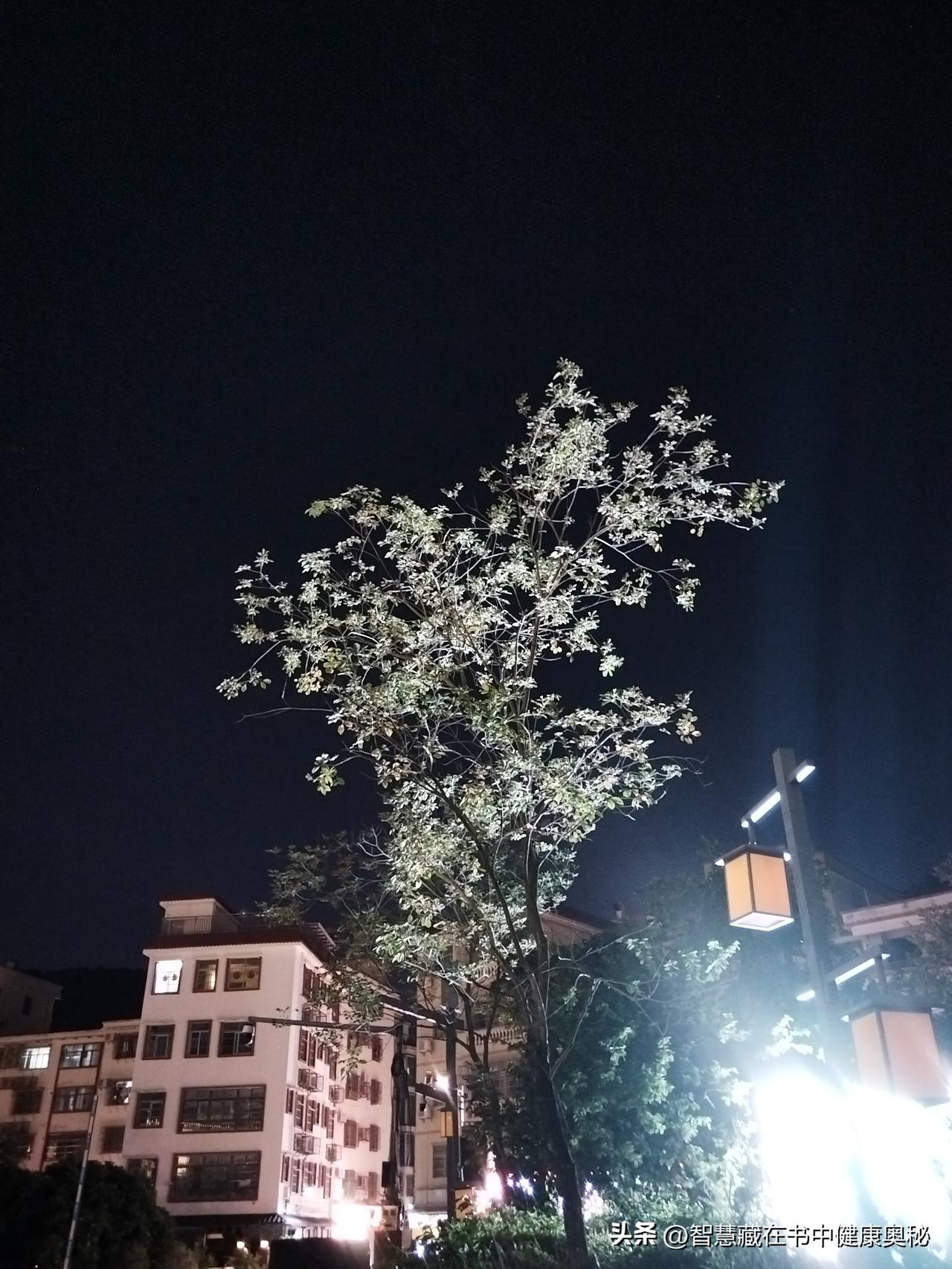 风里裹着路边野菊的淡香，脚下的影子被路灯拉得忽长忽短，连台阶都像是踩着轻快的节拍