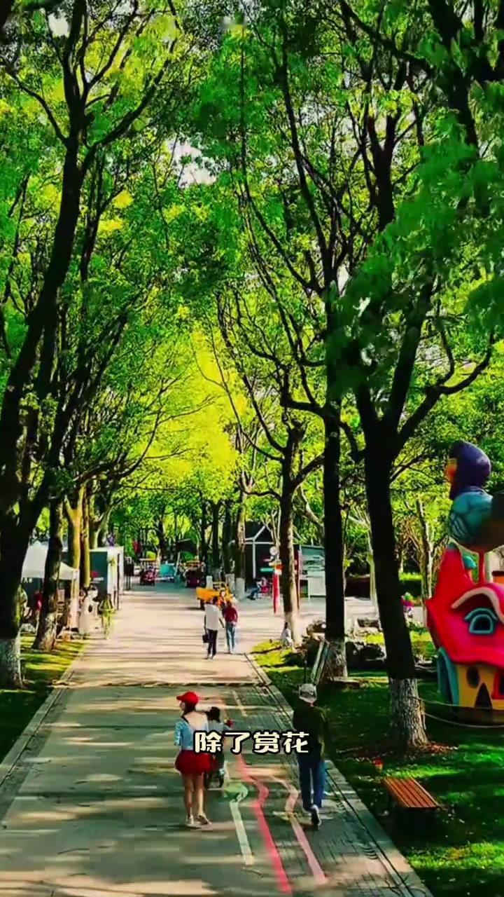 上海四季花港
核心景观与特色

‌郁金香花海‌：每年‌3 月至 5 月‌为最佳观