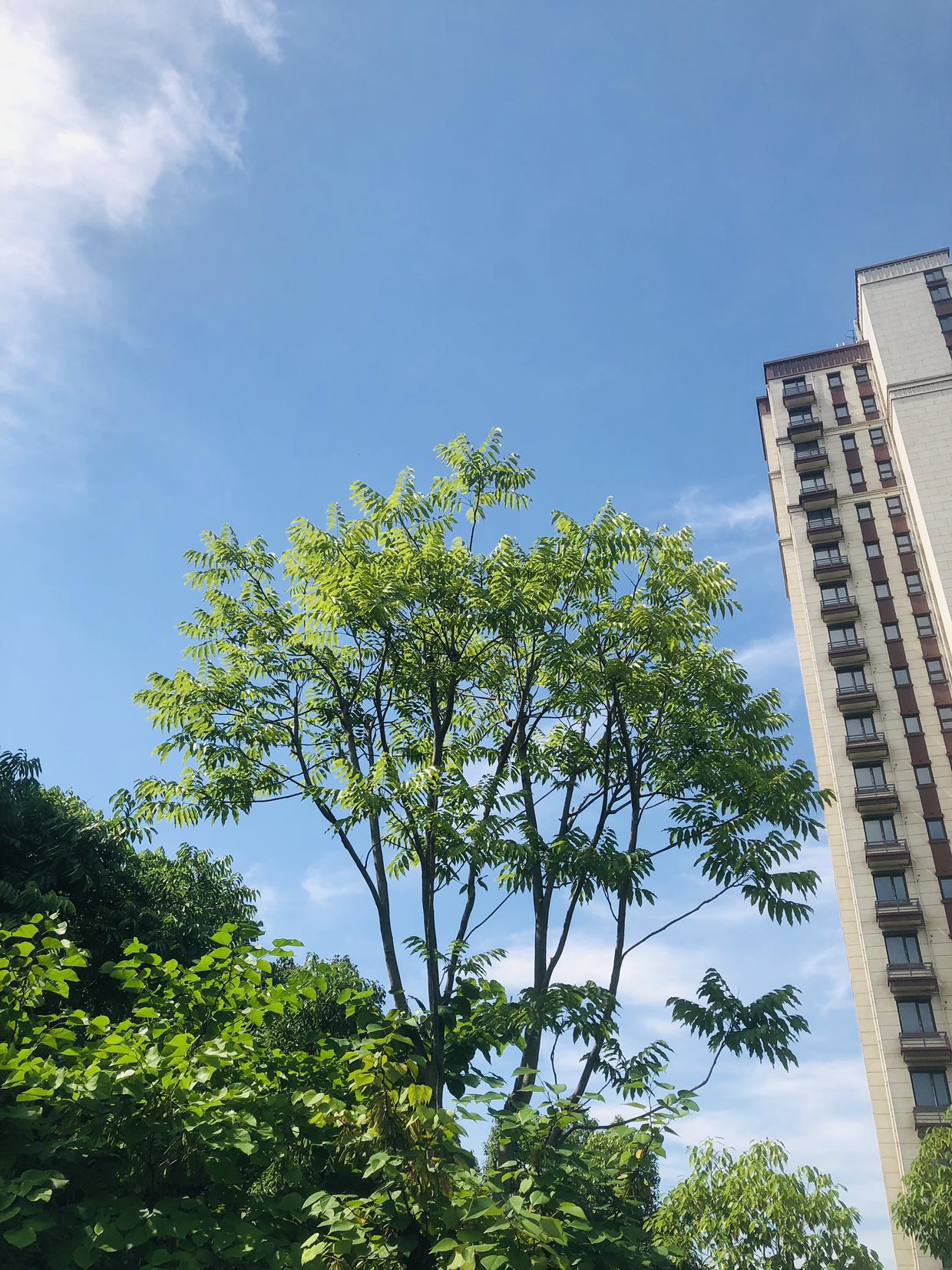 我的今日状态：😁轻松愉快
我这里的天气：☀️晴天
今日常州的天实在舒服，抬头满