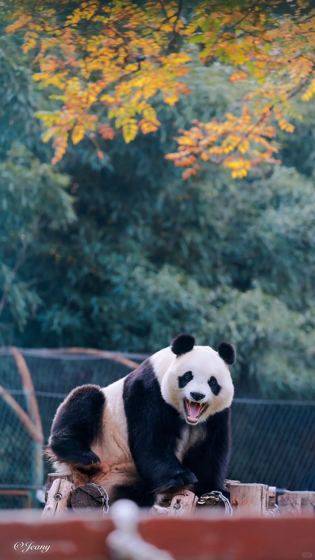 秋叶下的大熊猫🐼小白天儿可真美♥️