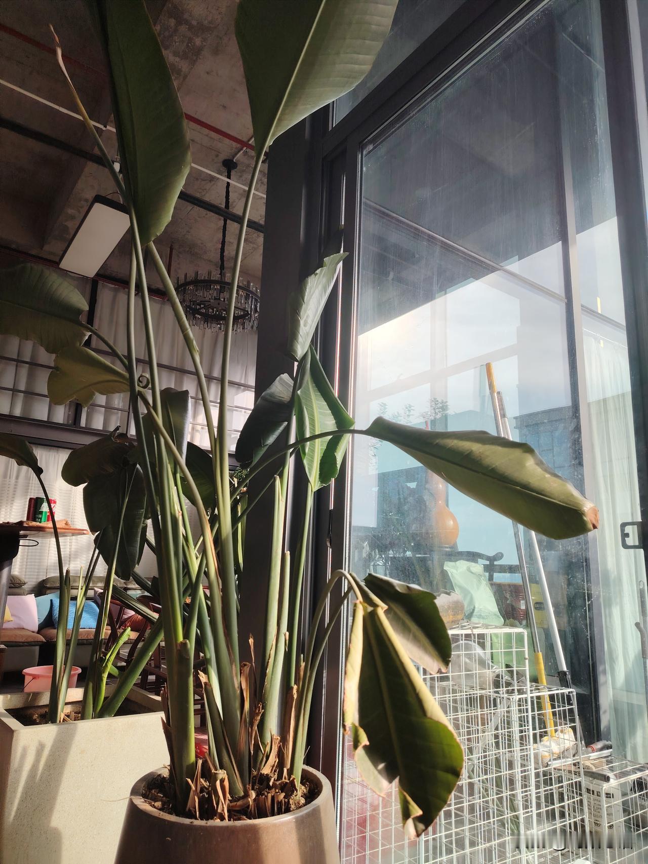 养在屋里的植物，过了一段时间，总是越来越“瘦”了，不是叶子发黄就是叶子打卷了！本