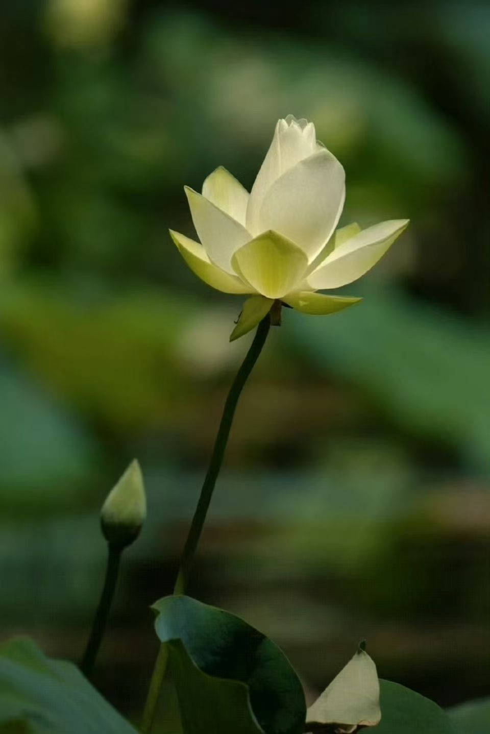 女人，不管到了什么年龄都要记住：“言慢者贵，性柔者富，德厚者旺。”允许自己做自己