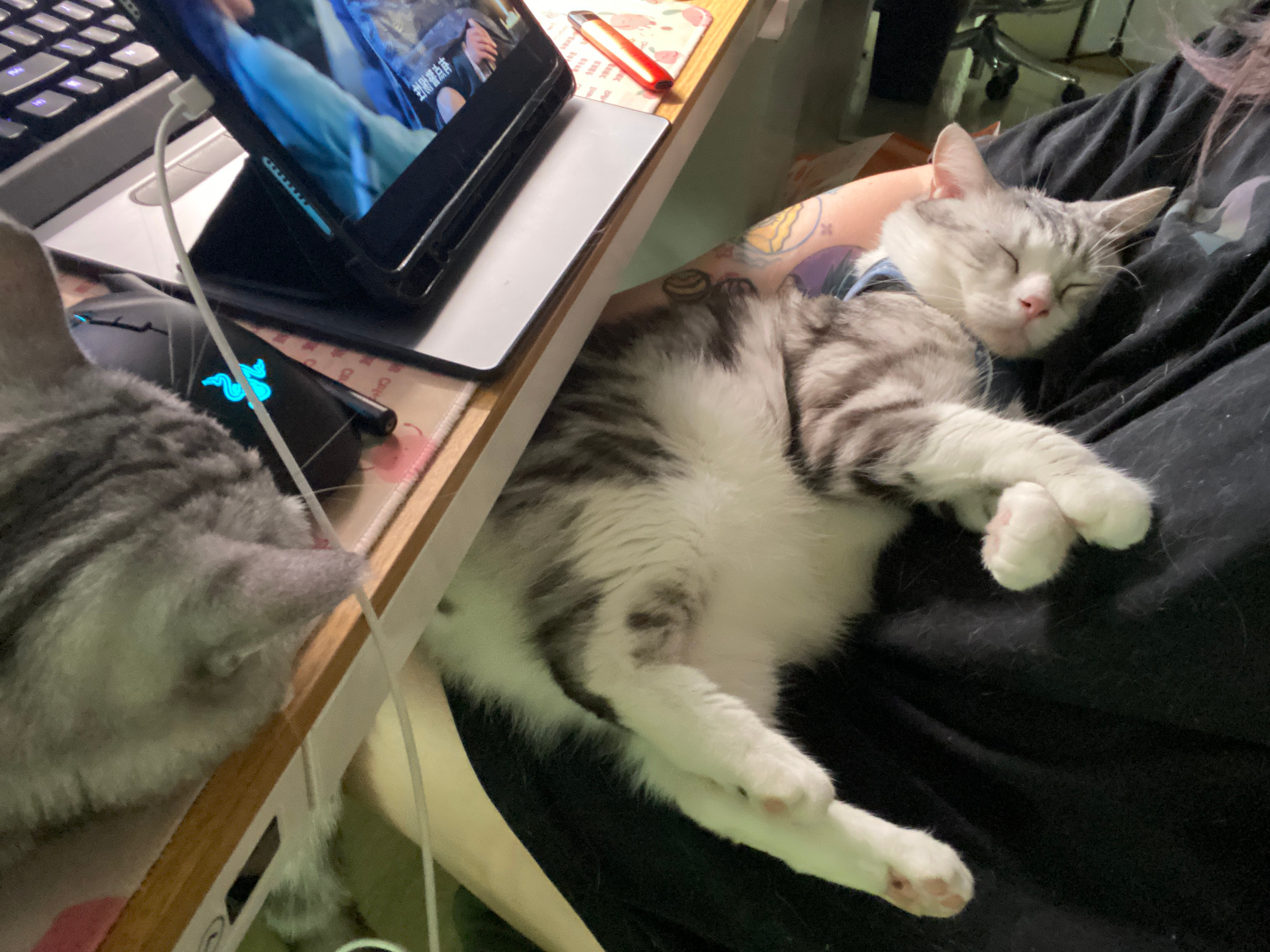 妈宝猫是这样的 ​​​