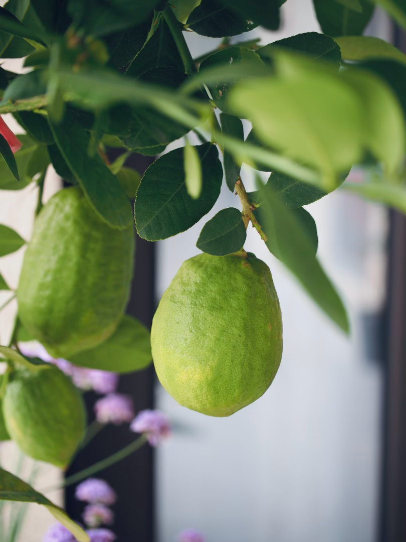 报告，绣球花救回来了，加了一盆蓝雪花棒棒糖增色，柠檬🍋也活的很好没有被偷走……
